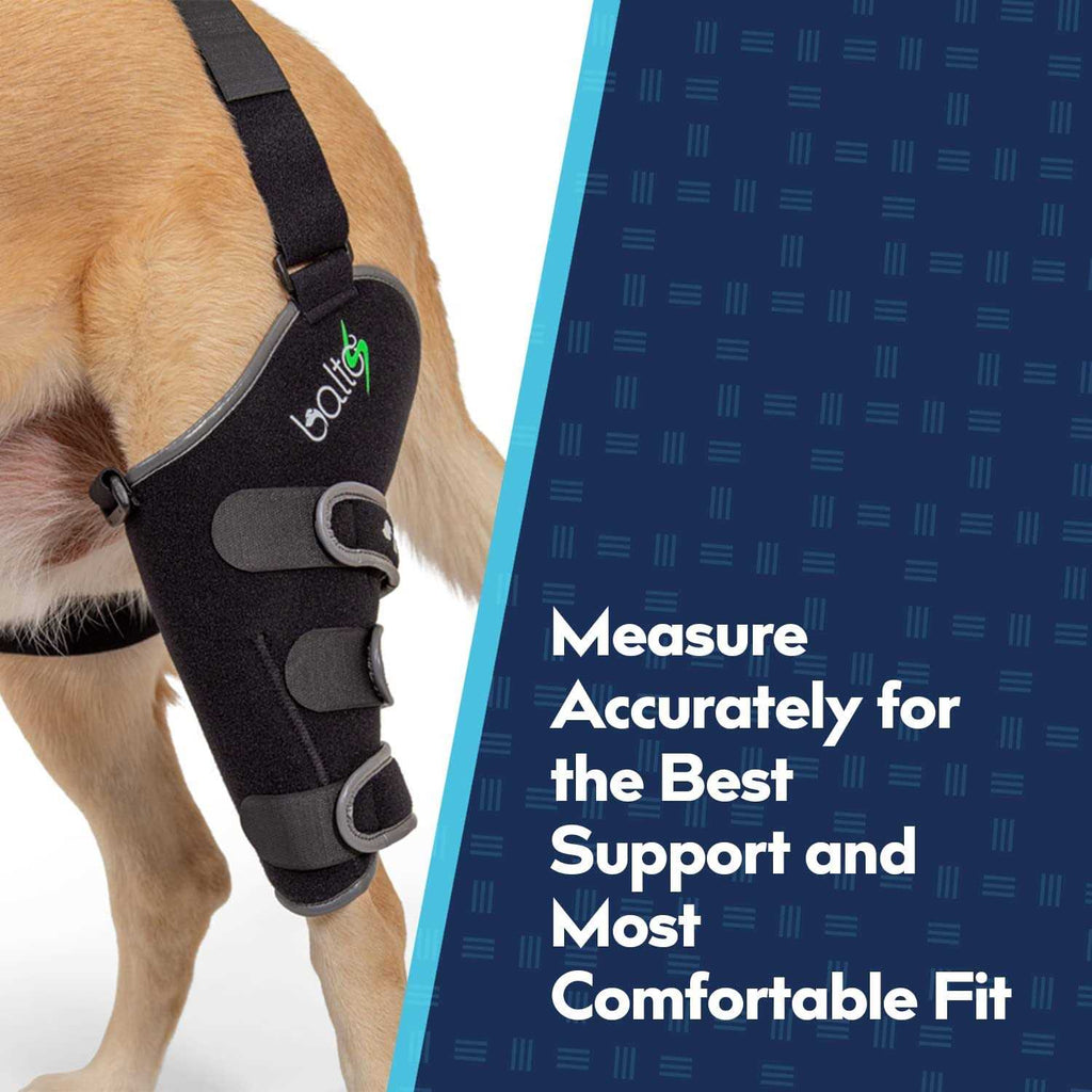 Knee Support for Dogs L585