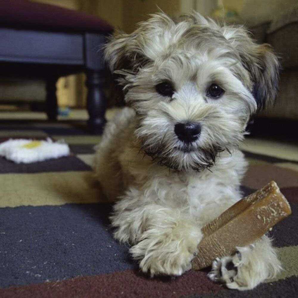 Dog Chew R199