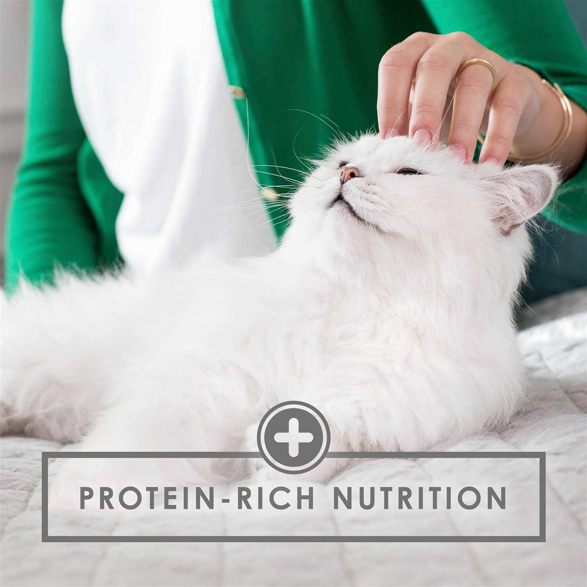 Wet Cat Food Q587