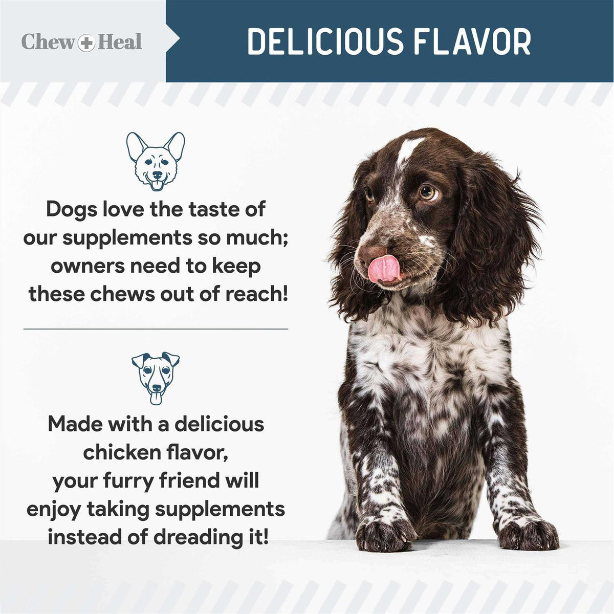 Digestive Enzymes & Probiotics Supplement for Dogs V917