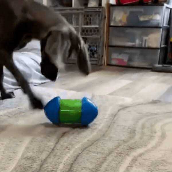 Dog Toy T1267