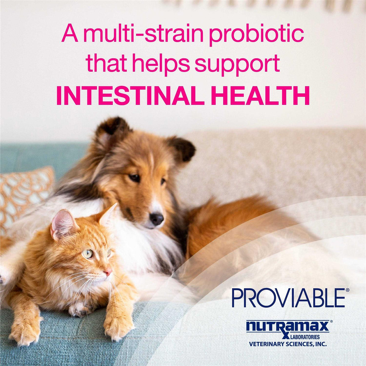 Health Supplement Kit Dogs V346