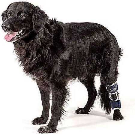 Knee Support for Dogs L585