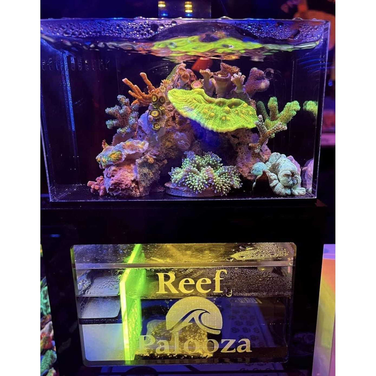 40oz Desktop Aquarium B904436