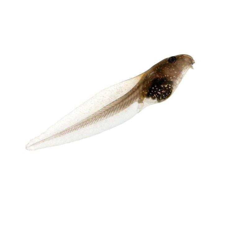1-Gallon Frog Growing Kit X324