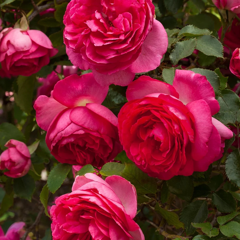 Live Rose Plant P323413