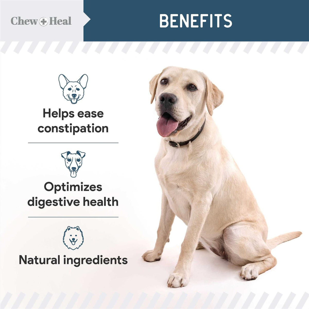 Digestive Enzymes & Probiotics Supplement for Dogs V917