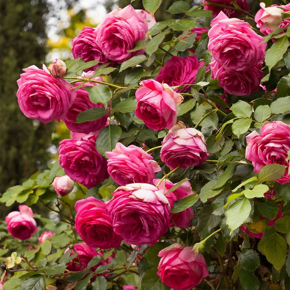 Live Rose Plant P323413