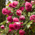 Live Rose Plant P323413