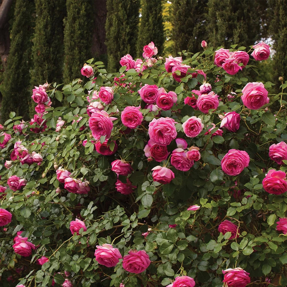 Live Rose Plant P323413